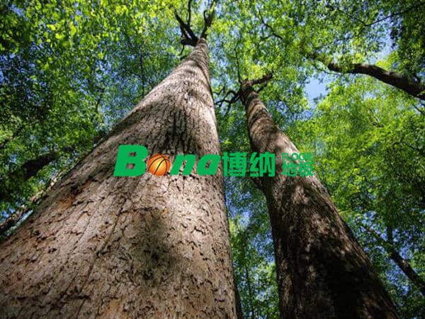 2018年木材資源進(jìn)一步緊缺，運(yùn)動木地